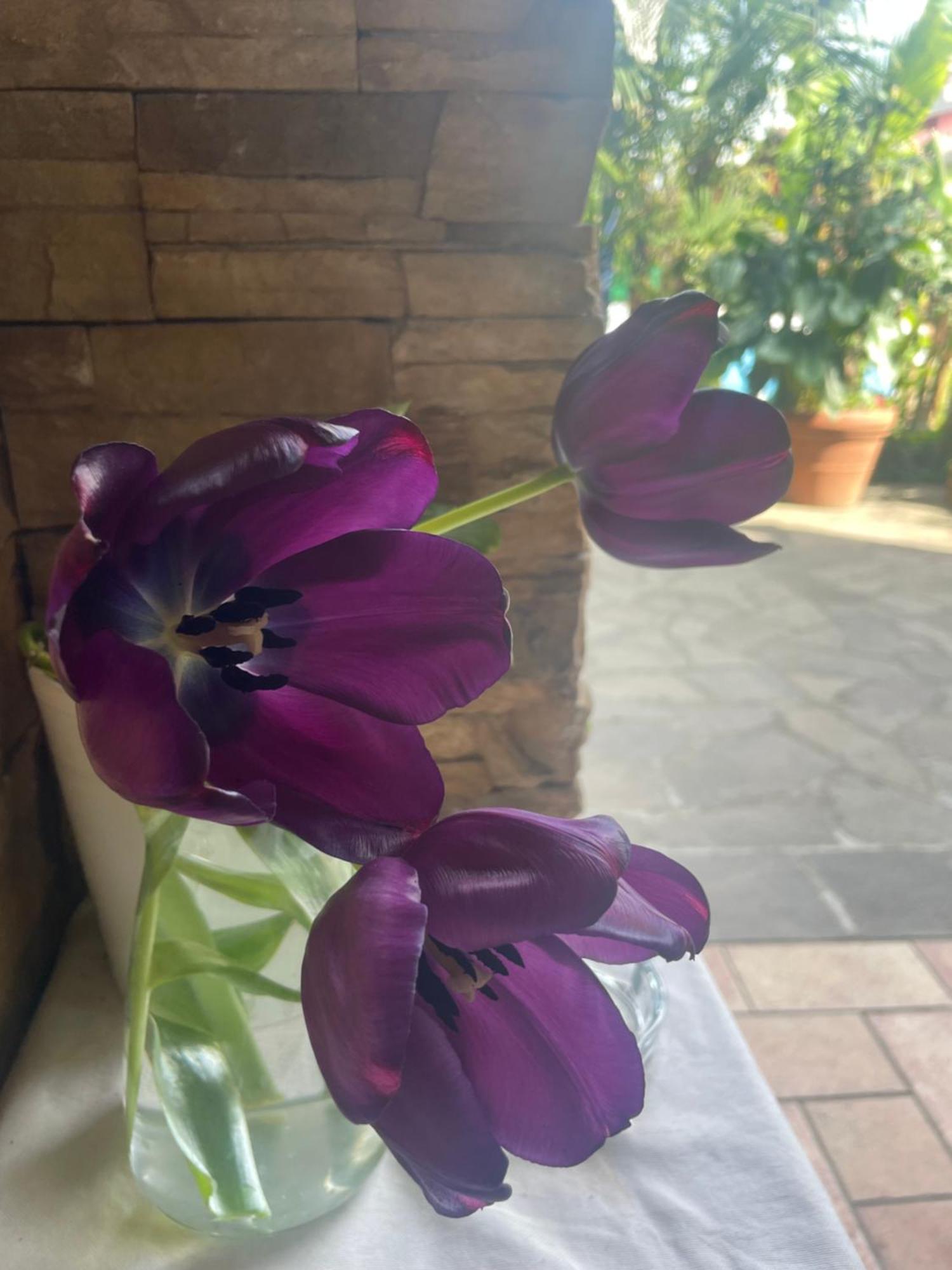 Il Giardino Di Emilia - Intero Appartamento In Villa Con Giardino Privato E Piscina Estiva Pontirolo Nuovo Exterior foto