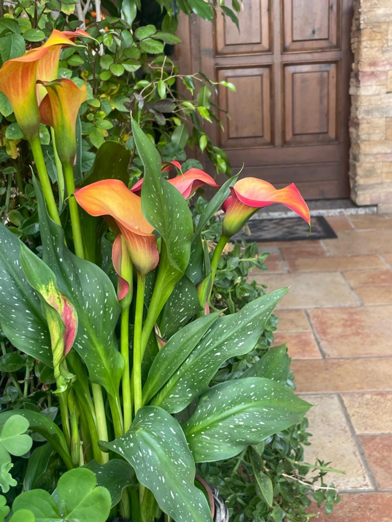 Il Giardino Di Emilia - Intero Appartamento In Villa Con Giardino Privato E Piscina Estiva Pontirolo Nuovo Exterior foto